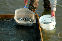 Shiner Minnows Lake Winnibigoshish